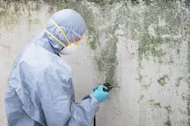 Reliable Fulda, MN Mold Removal Solutions